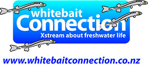 Whitebait Connection logo